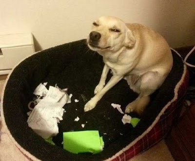 犬や猫たちの困ったいたずら写真
