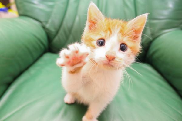 動物たちの「ハイタッチ」が可愛すぎる写真