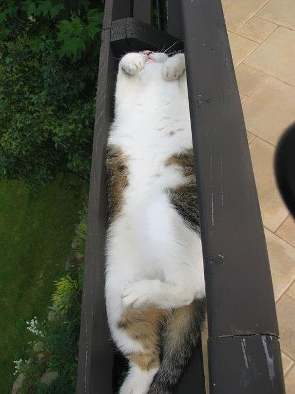 どんな隙間にもフィットしてしまう猫の写真