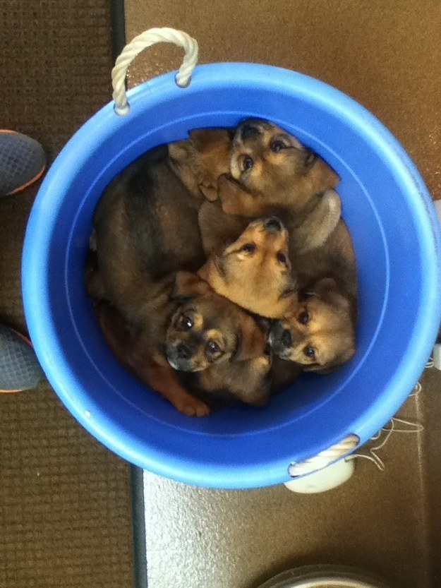 子犬のいっぱい詰まった夢のあるいれもの 