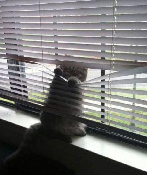猫や犬の視線を感じる画像