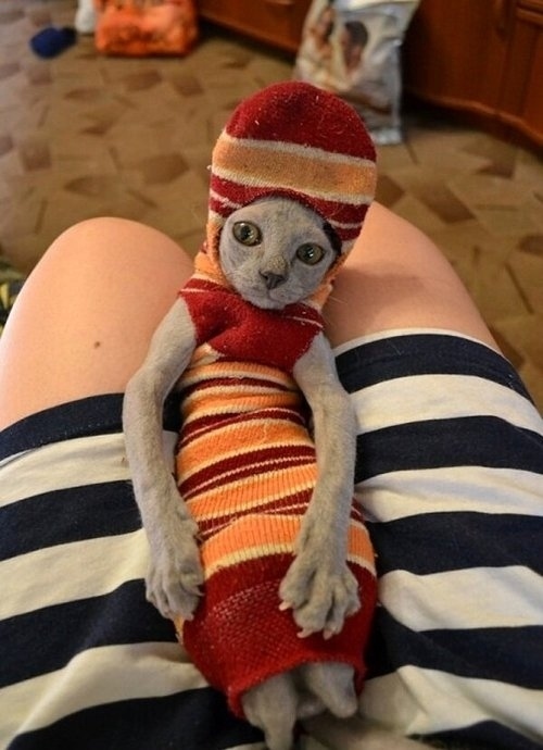 いろいろな姿を見せる動物たちの可愛い写真