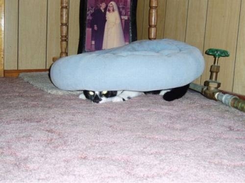 猫のかくれんぼ