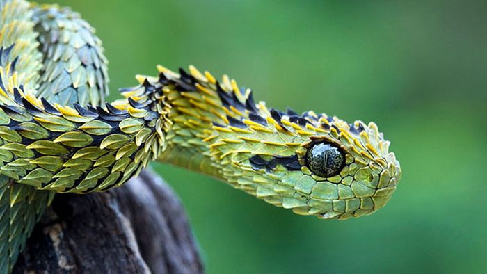 美しい野生の生き物の写真