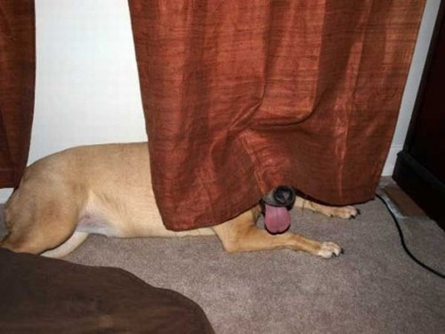 犬さんは、隠れるのが苦手！！と実感する写真