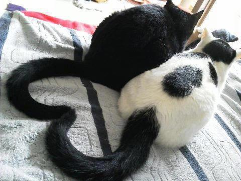 幸福を呼ぶハートマークの可愛い猫や犬の画像