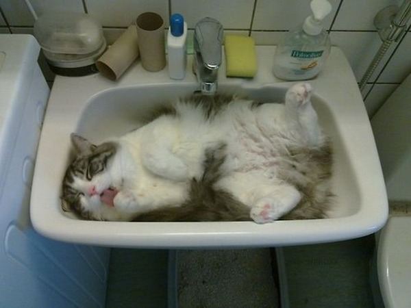 猫が寝ている姿が本当に可愛らしい写真