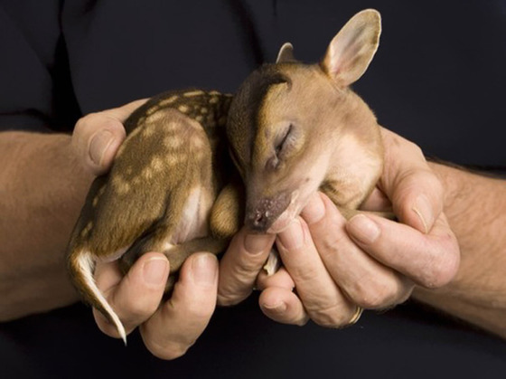 可愛すぎる動物の赤ちゃんの画像