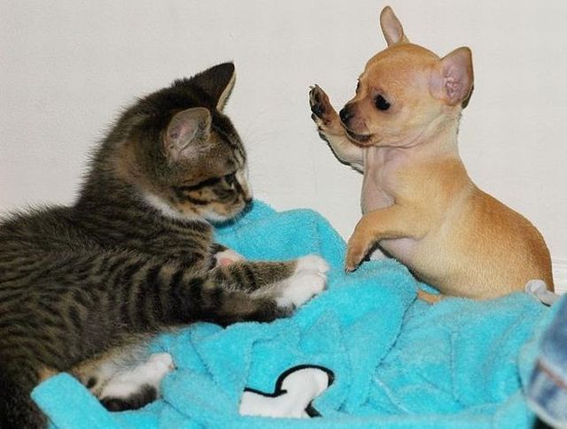 癒しの動物たちの写真
