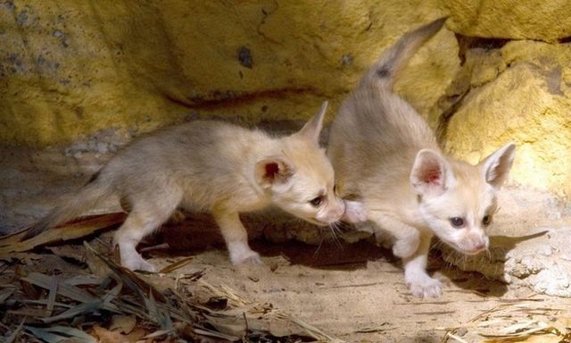 無茶苦茶かわいい動物たちに癒される写真
