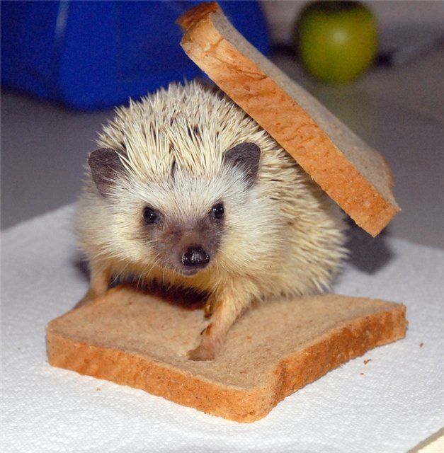 ふかふかした可愛すぎる動物画像