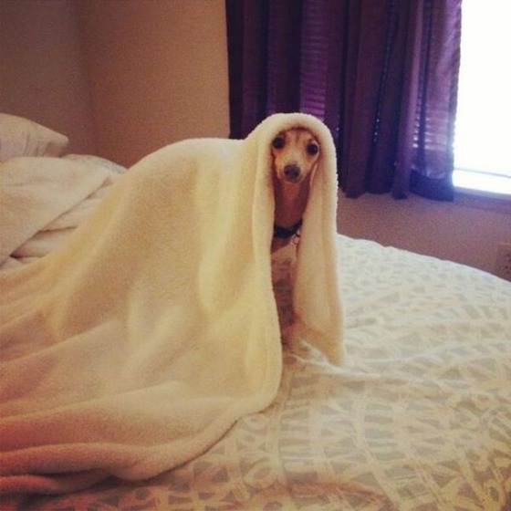 可愛すぎる動物たちが眠そうな写真