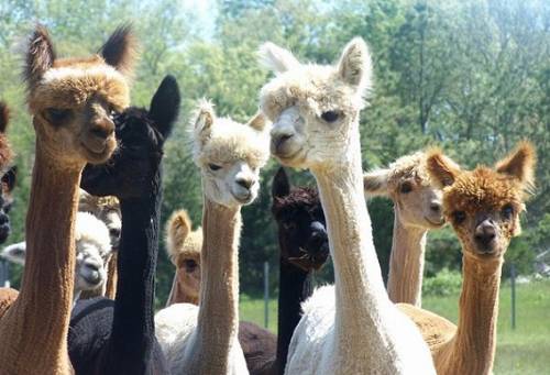 アルパカがヘアカットして可愛すぎる写真