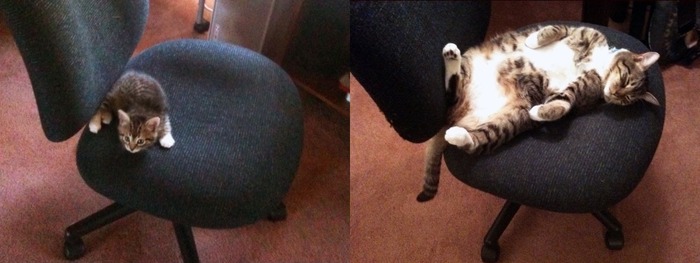 ペット小さかった頃と今の画像