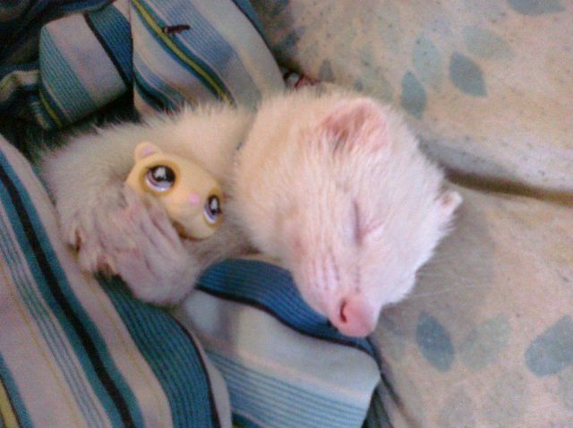 動物たちの本当に可愛らしい写真