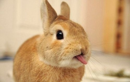 舌を出したウサギの破壊力がヤバイ写真