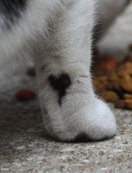 幸福を呼ぶハートマークの可愛い猫や犬の画像