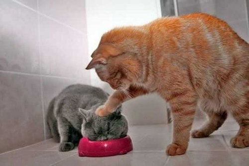 猫の不意打ちのテクニックの写真