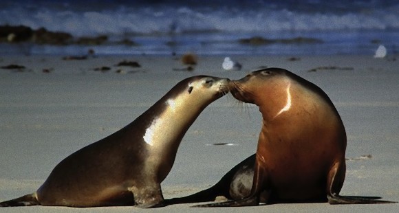 動物たちがキスする写真