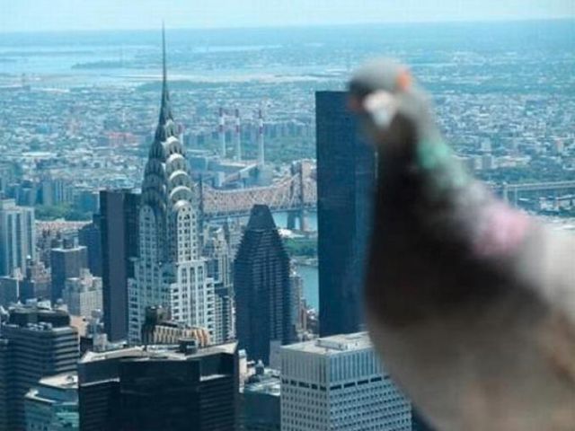 記念撮影好きな動物の写真