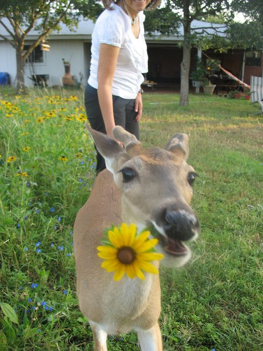 思わず微笑んでしまう可愛い動物達の写真