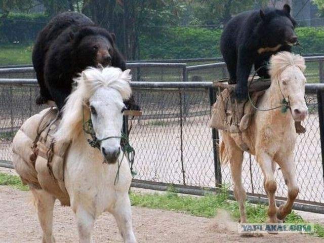 ロシアの日常風景がアホすぎる写真