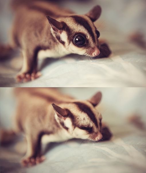 無茶苦茶かわいい動物たちに癒される写真