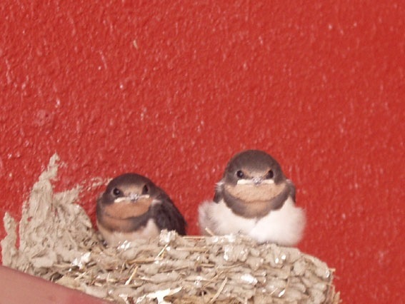 とにかく可愛い鳥の画像が集まったよ！写真