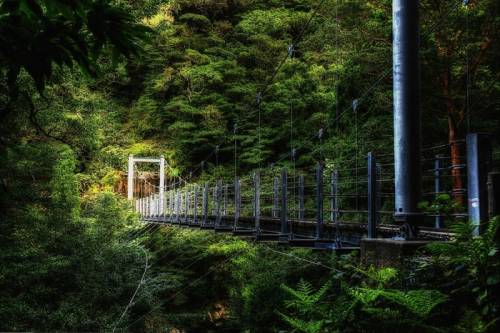 屋久島の神秘的自然が美しすぎる写真
