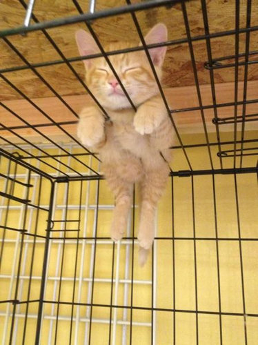 ぐっすり眠る動物たちの癒される写真