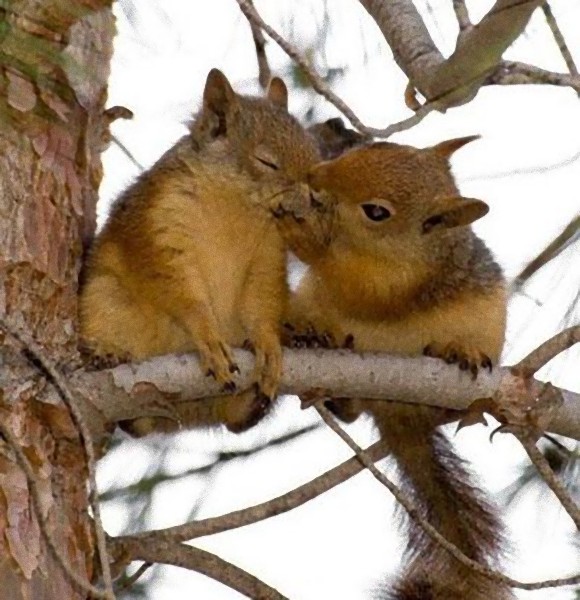 動物たちがキスする写真