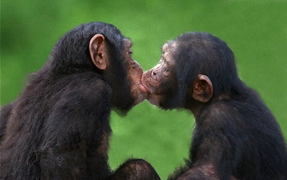 動物たちがキスする写真
