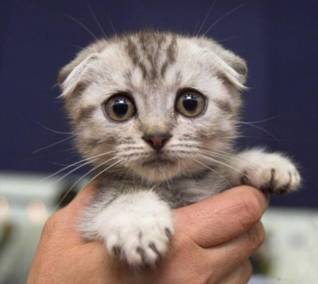 悲しい顔をした猫たちの写真