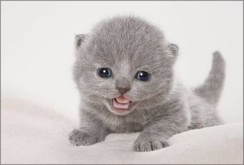 子猫の可愛い赤ちゃん