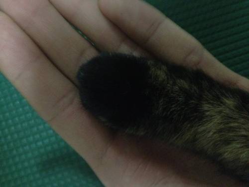 猫の手
