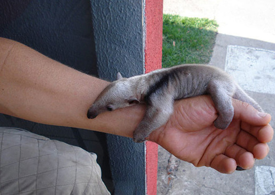 可愛すぎる動物の赤ちゃんの画像