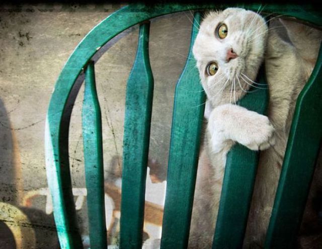 家具の間にはまっている犬と猫の可愛い写真