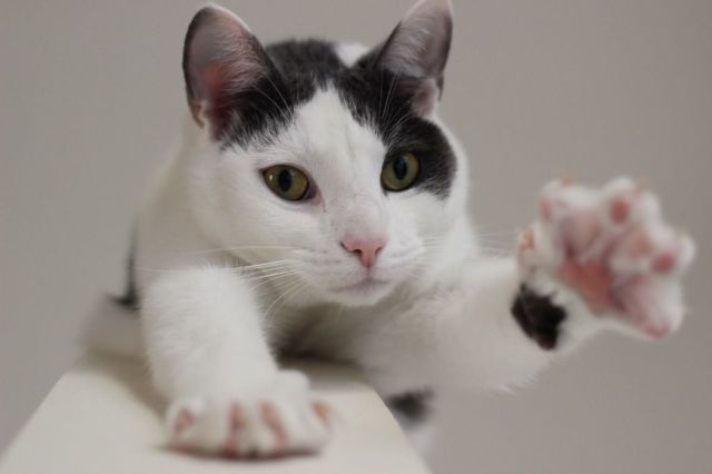 見ているだけで興奮してくる可愛い動物の画像
