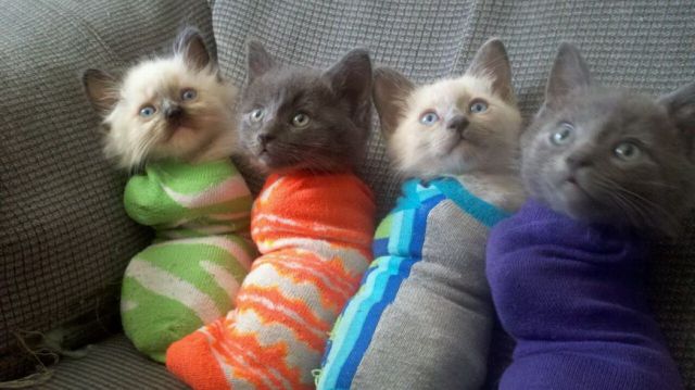 見ているだけで興奮してくる可愛い動物の画像