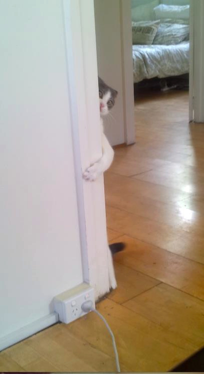 猫のかくれんぼ