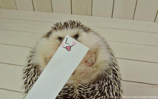 表情豊富なハリネズミの「まるたろうさん」の写真