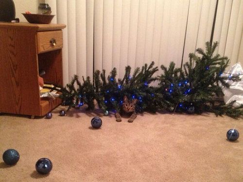 犬や猫たちの困ったいたずら写真