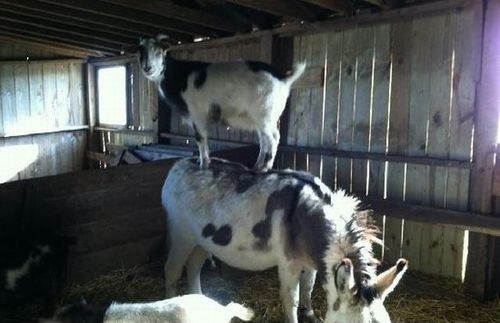 動物の上に動物が乗ると破壊力抜群になる写真