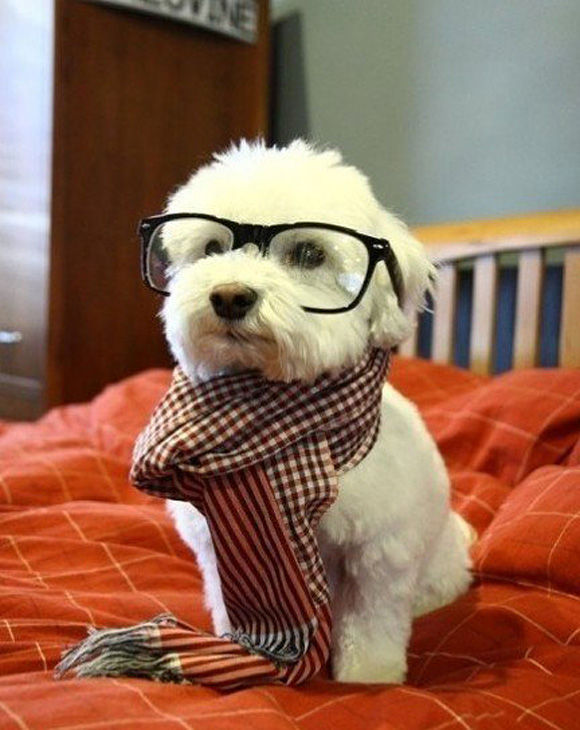 見ているだけで幸せになれる可愛い子犬の画像が集まった写真