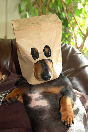 動物たちが何かコスプレで変身した姿の写真