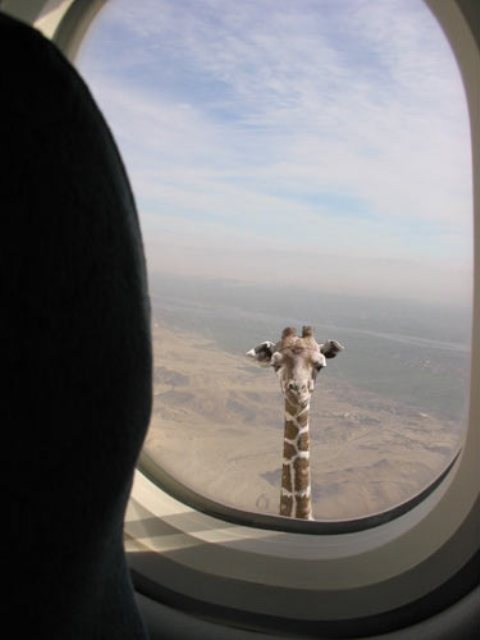 見ているだけで笑える動物のオモシロ画像