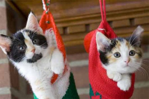 ちょっと笑えるクリスマスの写真