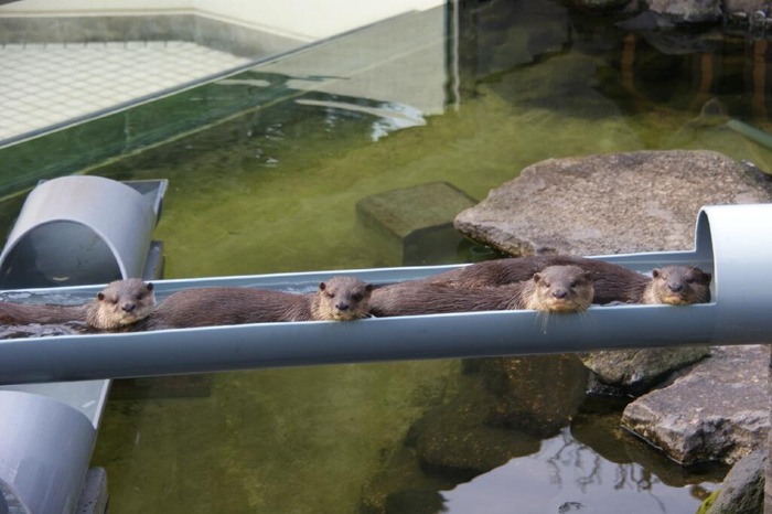 たまらないほど可愛い動物の写真