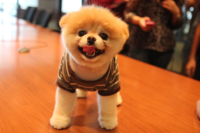 世界一可愛い子犬のBoo