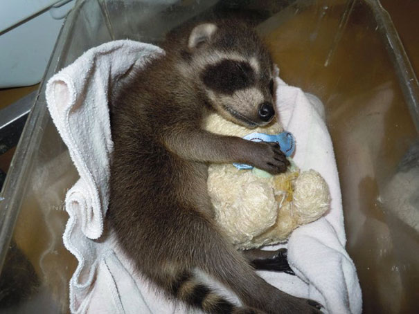 ぬいぐるみと眠る可愛い動物たちの写真